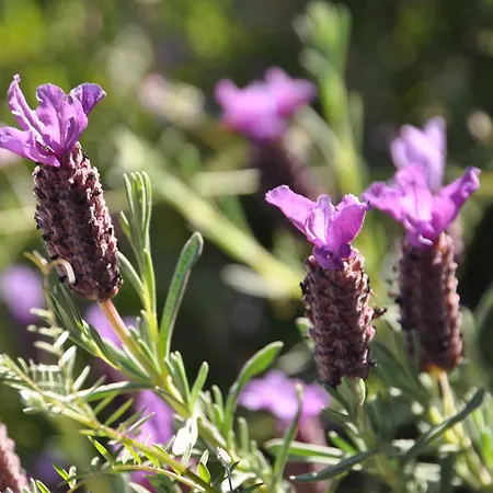 Alojamento de Acomodação e Pequeno-almoço Fiore Di Machja