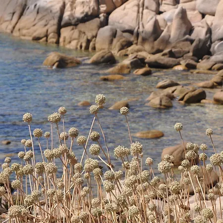 D'hôtes - Fiore Di Machja