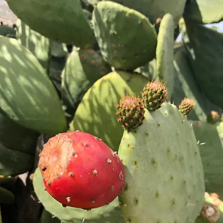 Fiore Di Machja Oda ve Kahvaltı 4*