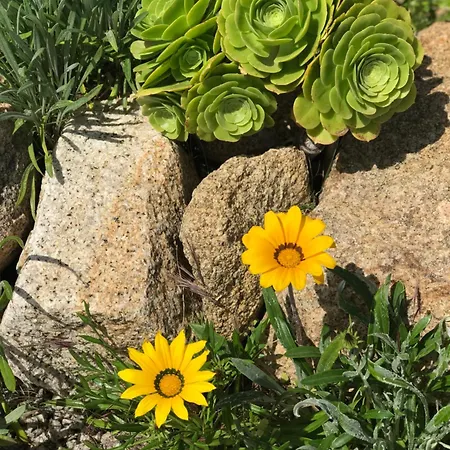 Fiore Di Machja Oda ve Kahvaltı Coti-Chiavari (Corsica)