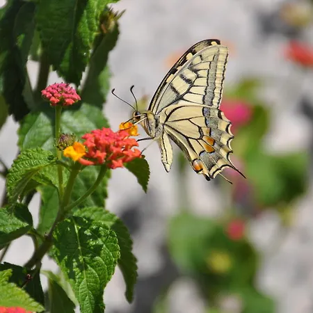 Panzió Fiore Di Machja 4*