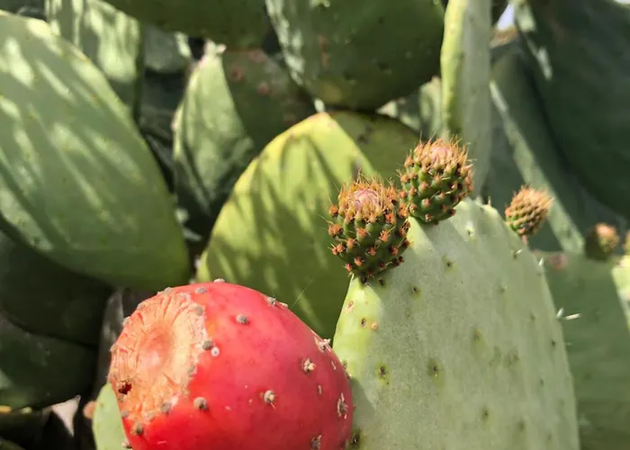 Fiore Di Machja Couette-café 4*