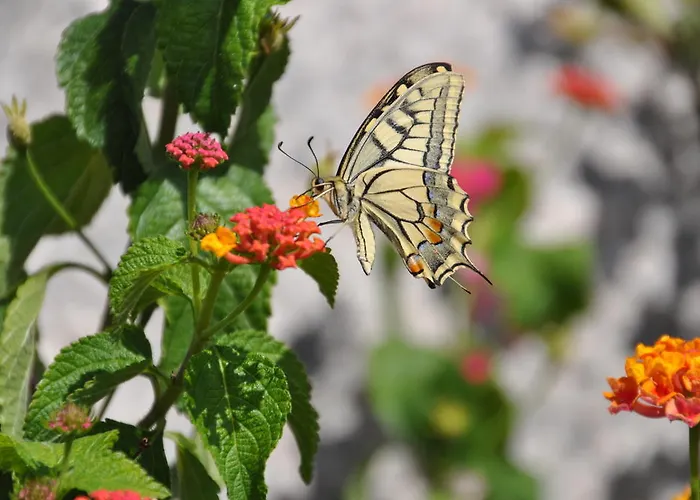 ベッド・アンド・ブレックファスト Fiore Di Machja 4*