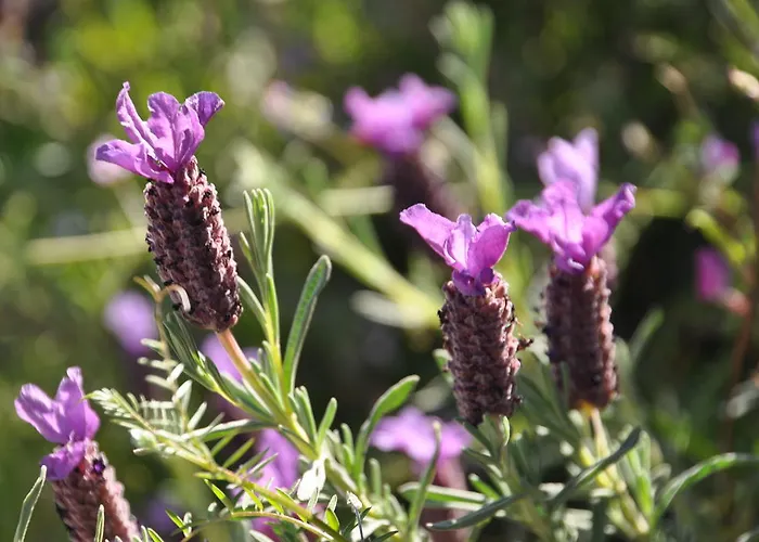 Couette-café Fiore Di Machja