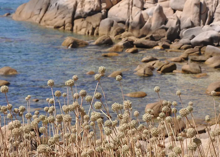 Fiore Di Machja